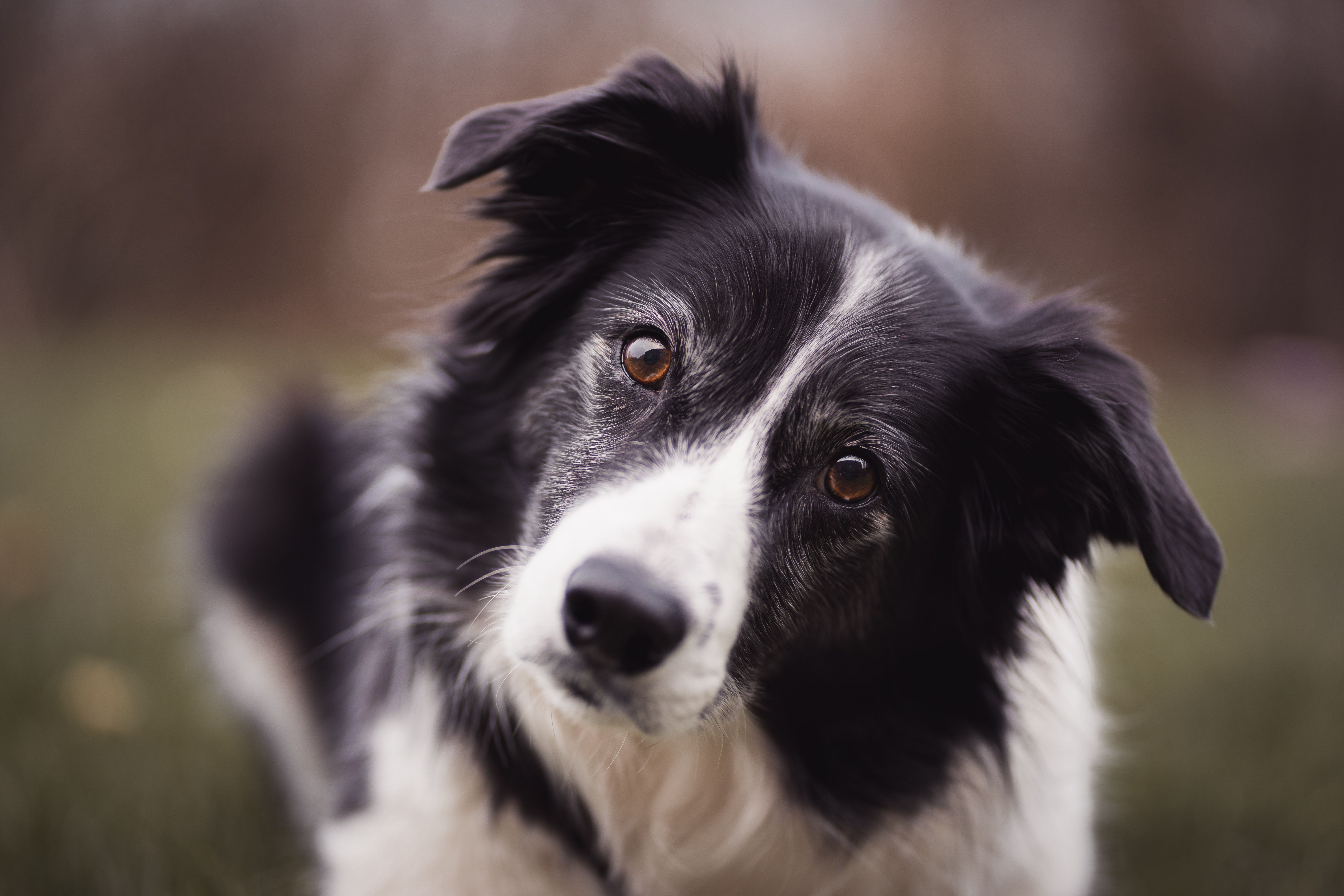 Read more about the article What Are Attention-Seeking Behaviors In Dogs – And How Can You Deal With Them?