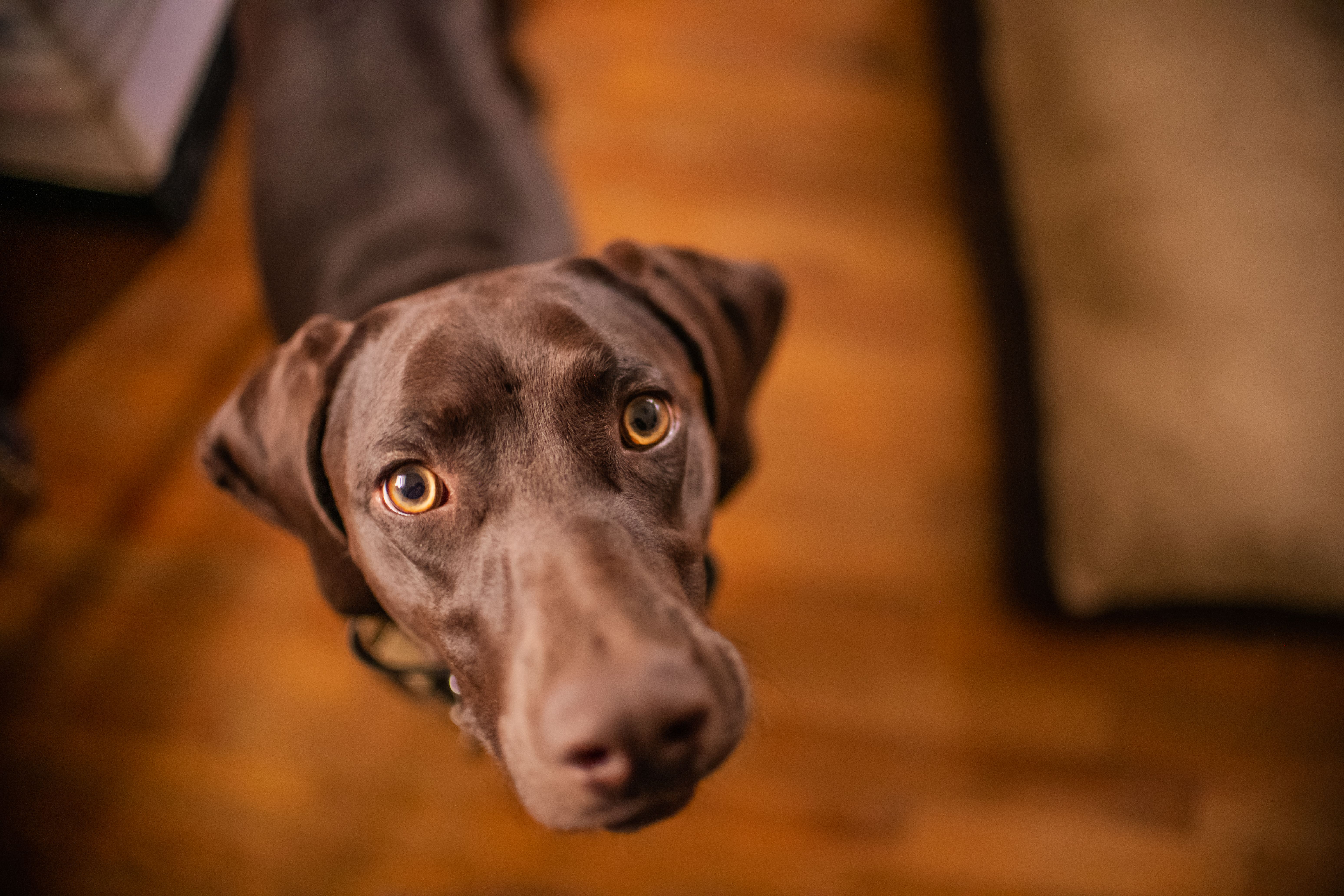 dog staring at owner