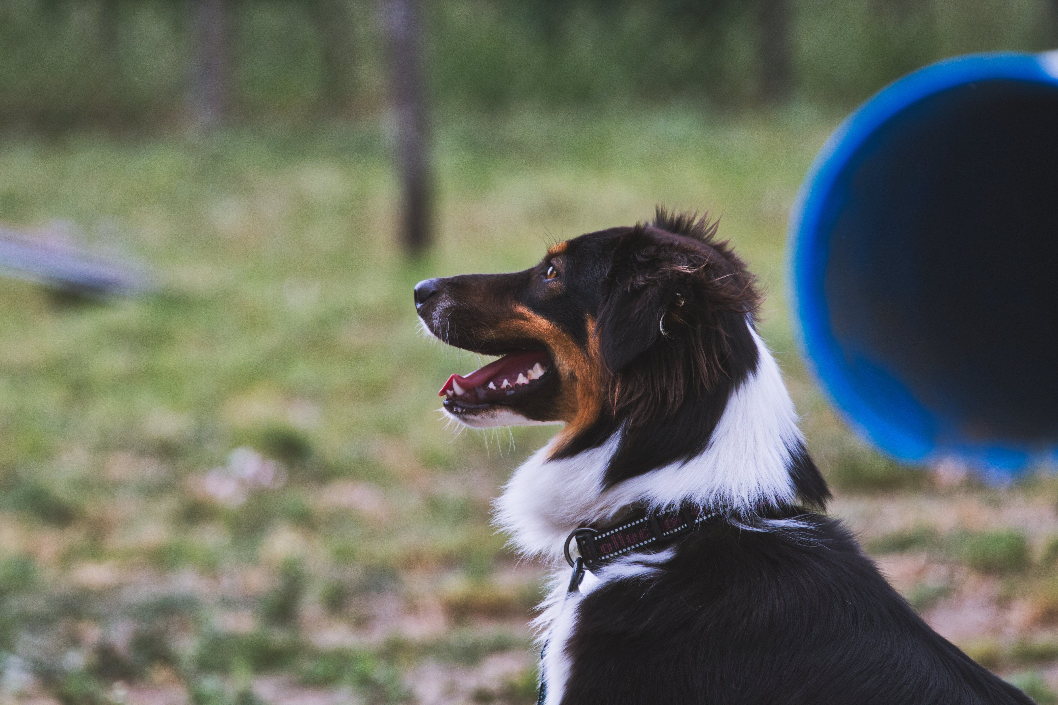 dog staring intently