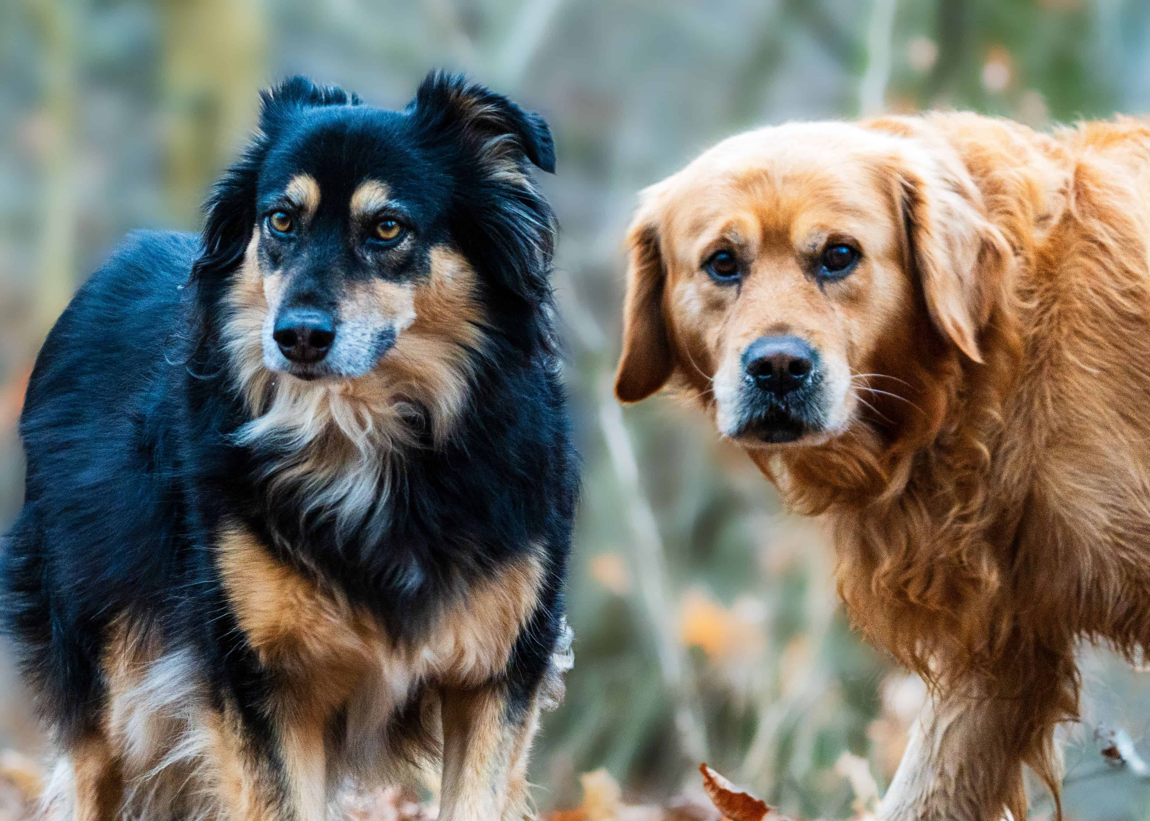 Read more about the article Why It’s Unrealistic To Think Your Dog Will Like Every Dog