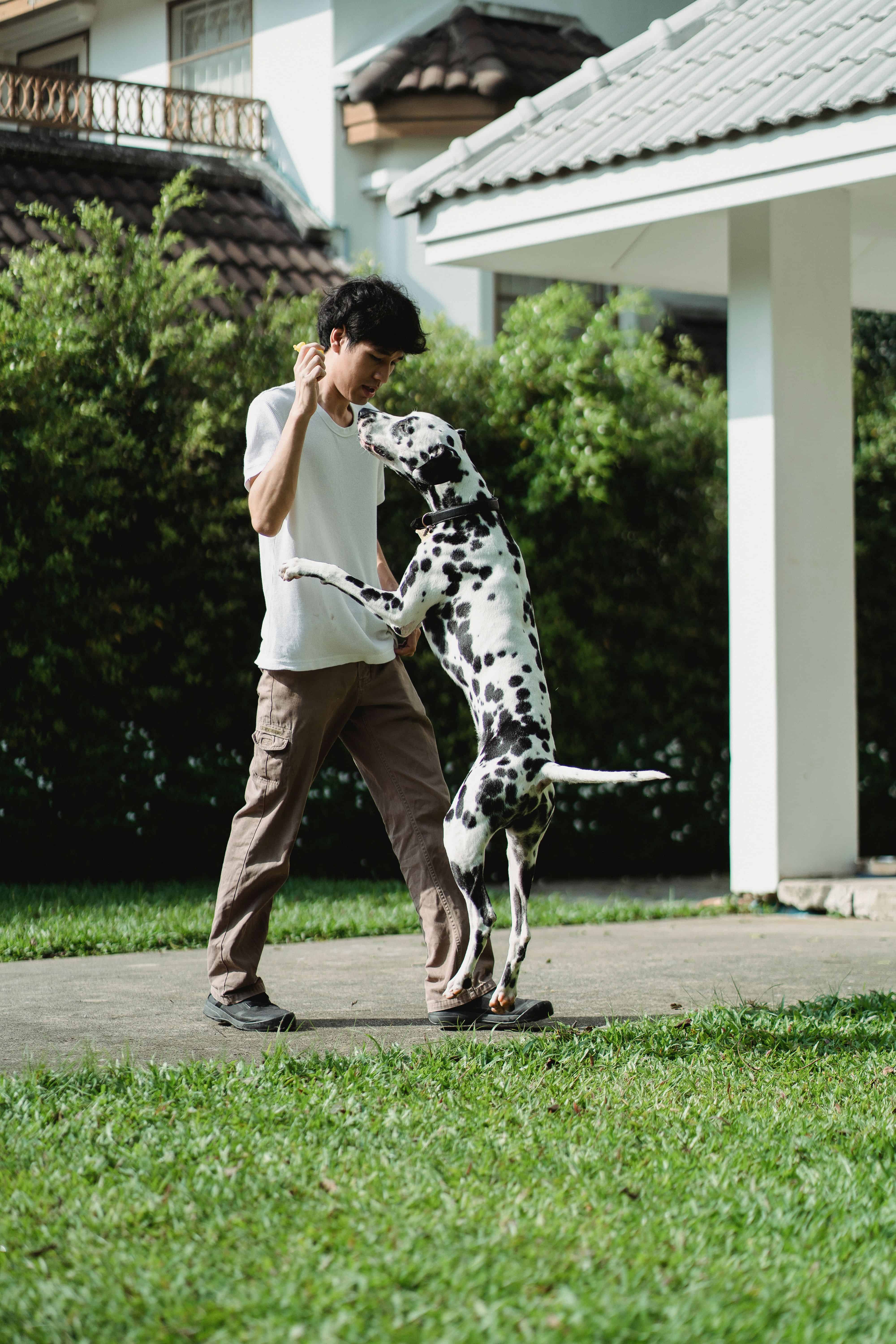 dalmatian jumping up on owner