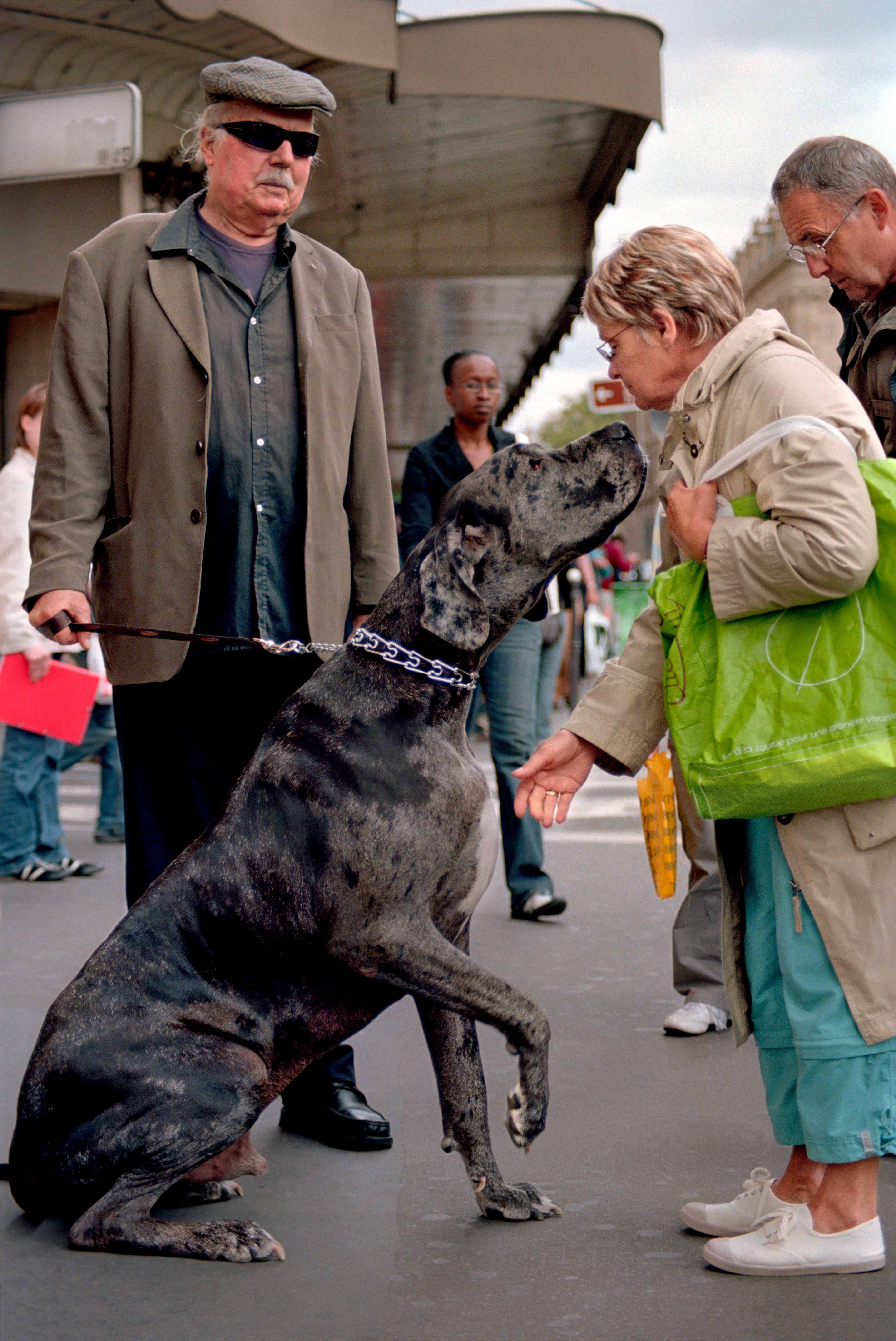 dog jumping up on lady