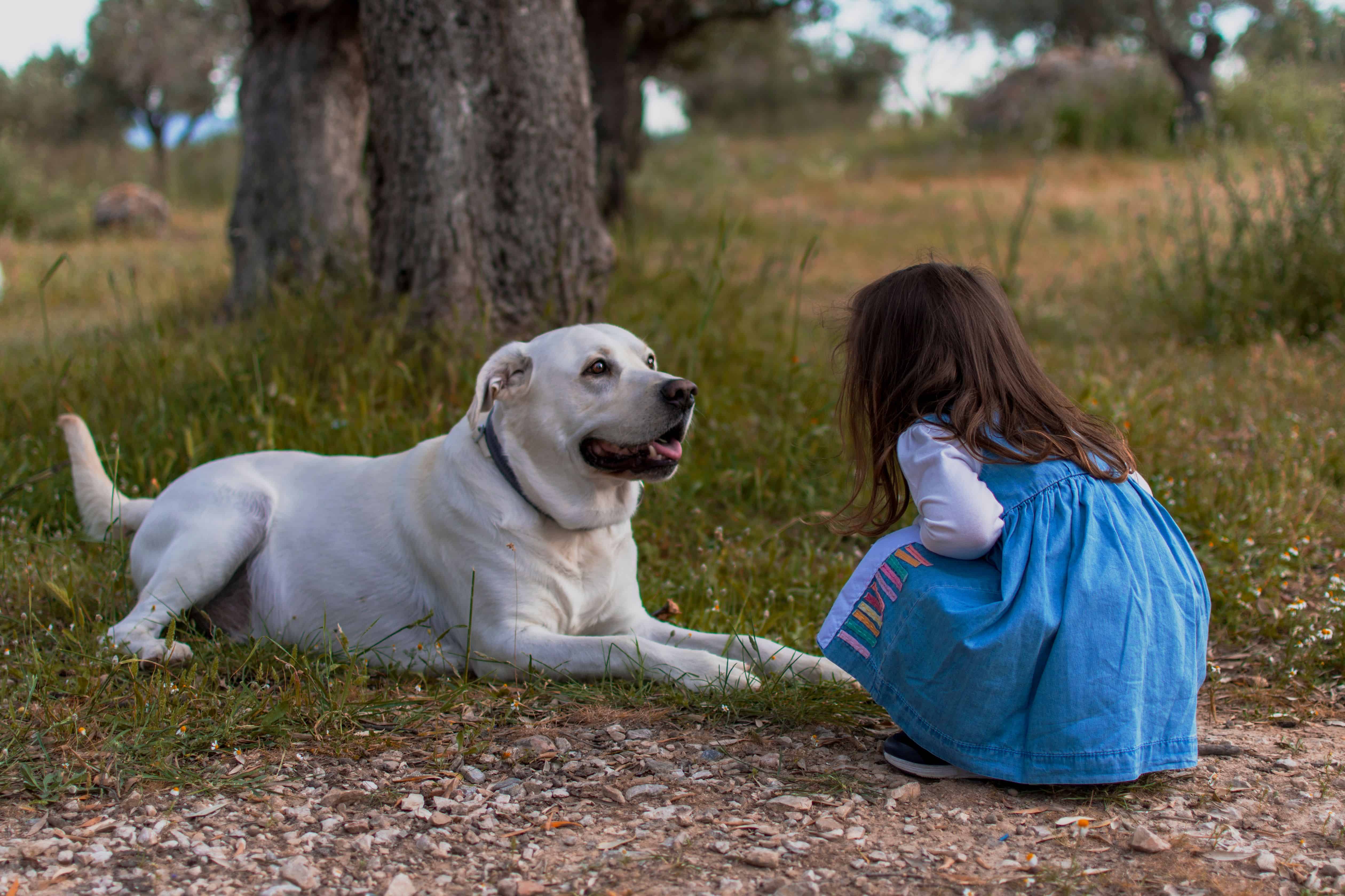 white lab with child